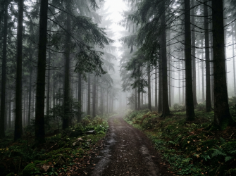 Black forest path during misty morning